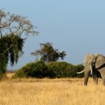 Partir à l’exploration des merveilles naturelles du Botswana