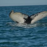 baleines en Islande