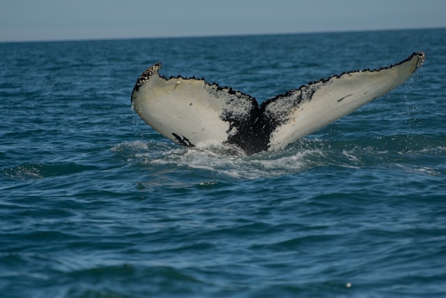 baleines en Islande