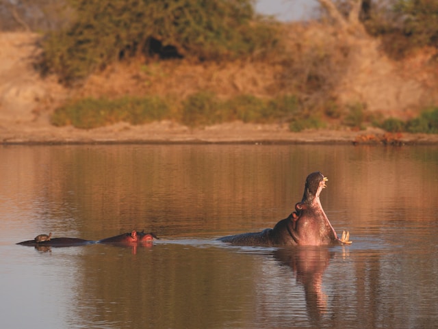 faune du parc Kruger