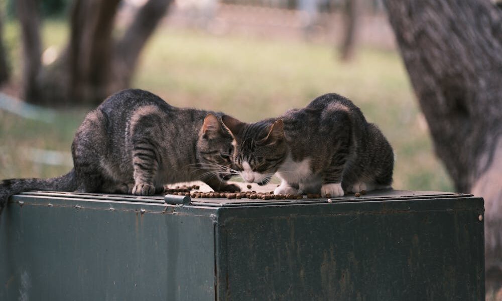 environnement pour chats