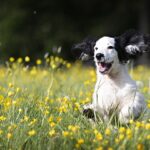 Plantes toxiques pour animaux