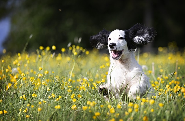 Plantes toxiques pour animaux