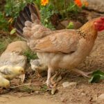 Comment aider vos poules à se remettre du coryza grâce aux remèdes naturels