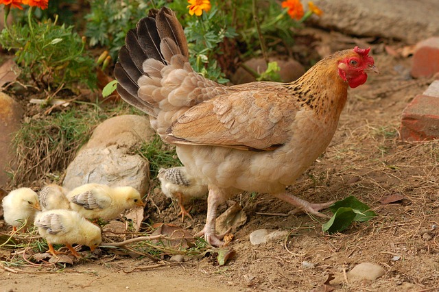 Comment aider vos poules à se remettre du coryza grâce aux remèdes naturels