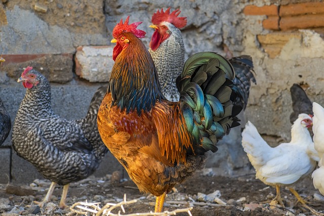 Quelles friandises proposer à vos poules au printemps