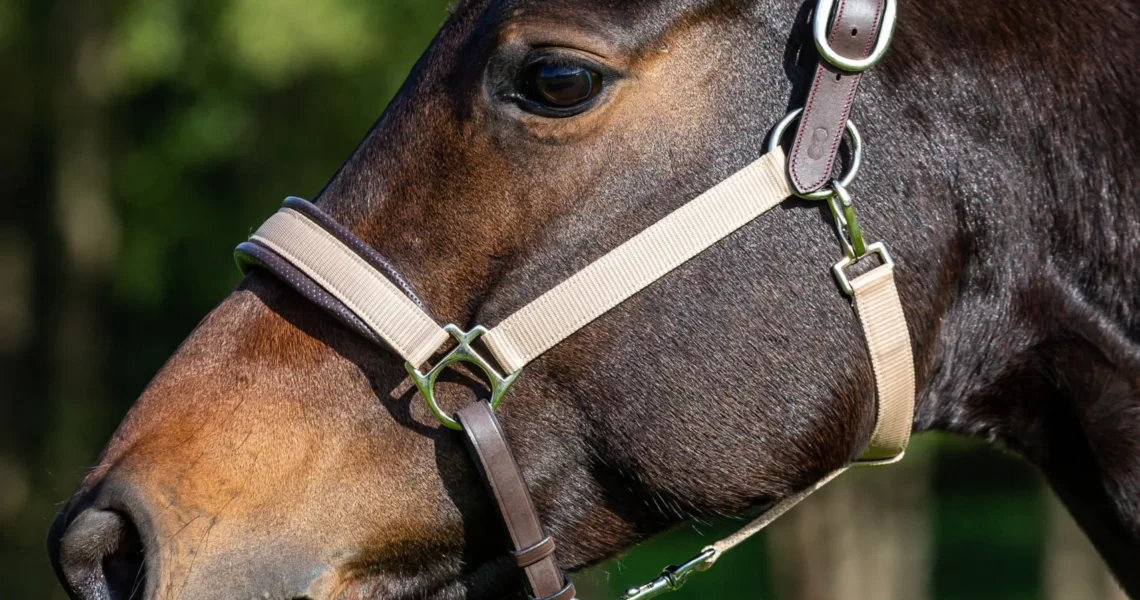 licol d’un cheval