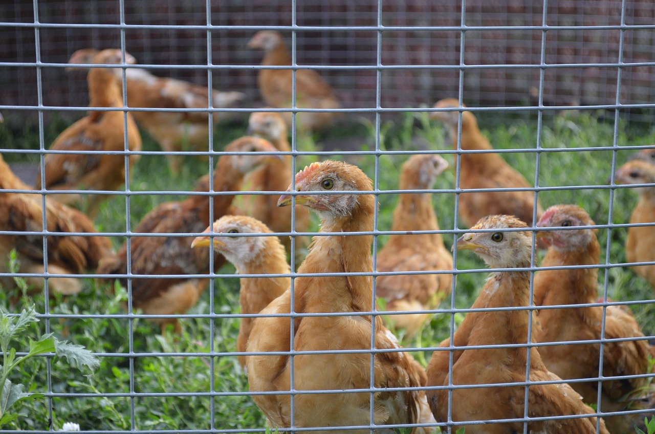 Volière ferme animale, rôle et importance pour les oiseaux