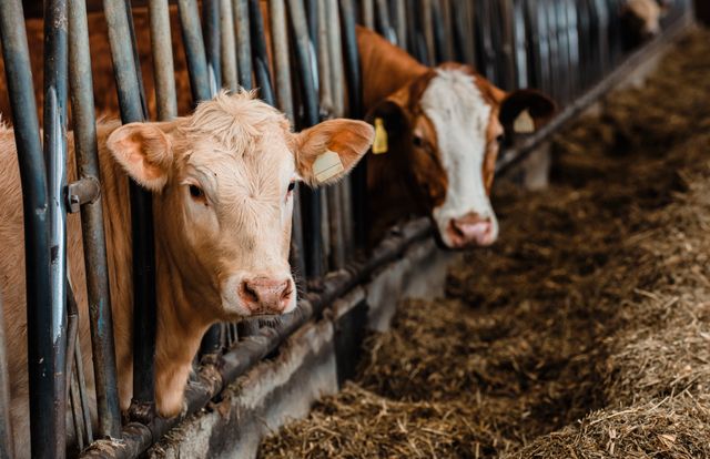 Gestion de ferme : bien-être animal, hygiène et performance de l’élevage