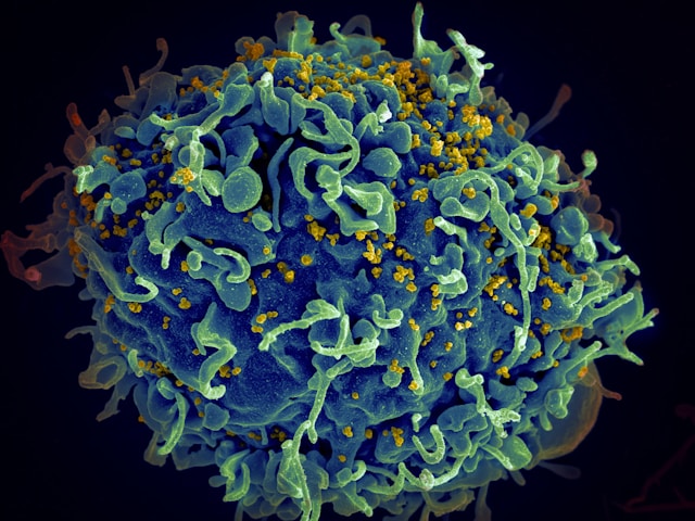 Microbiote